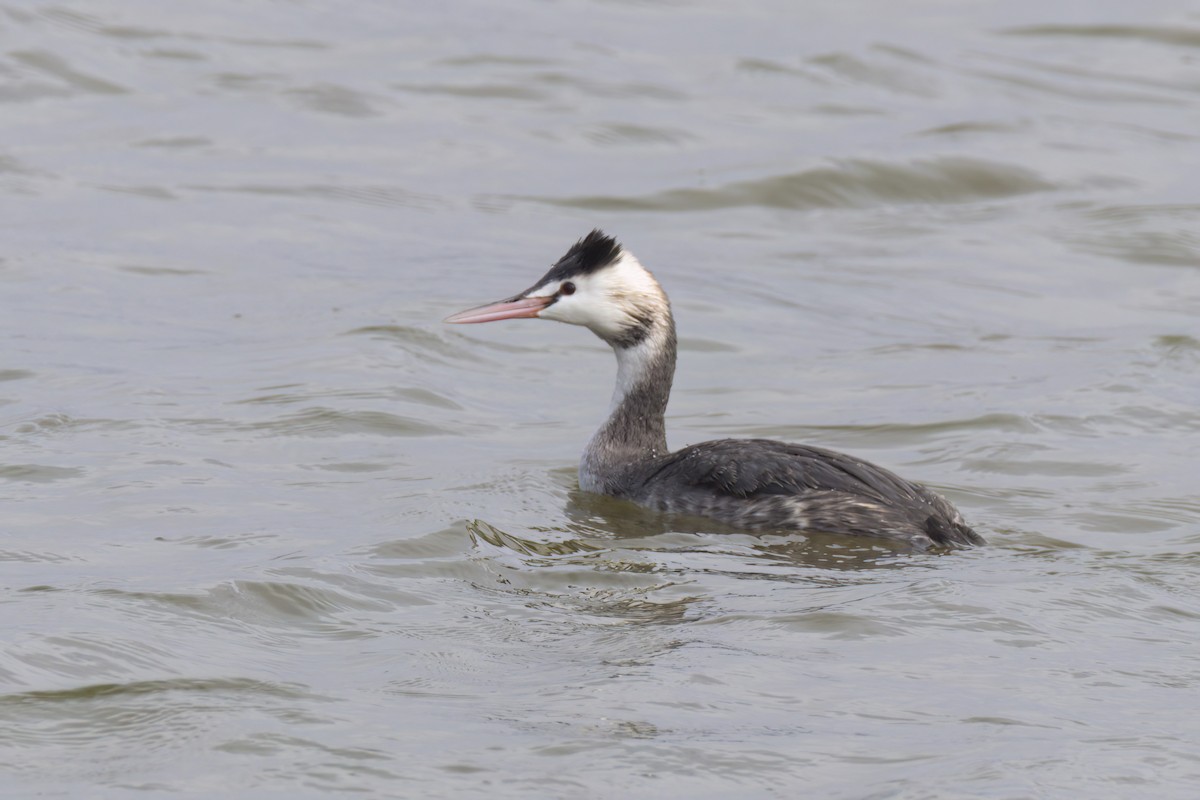 Great Crested Grebe - ML619797656