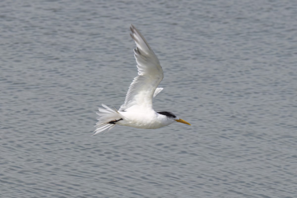 Great Crested Tern - ML619797669