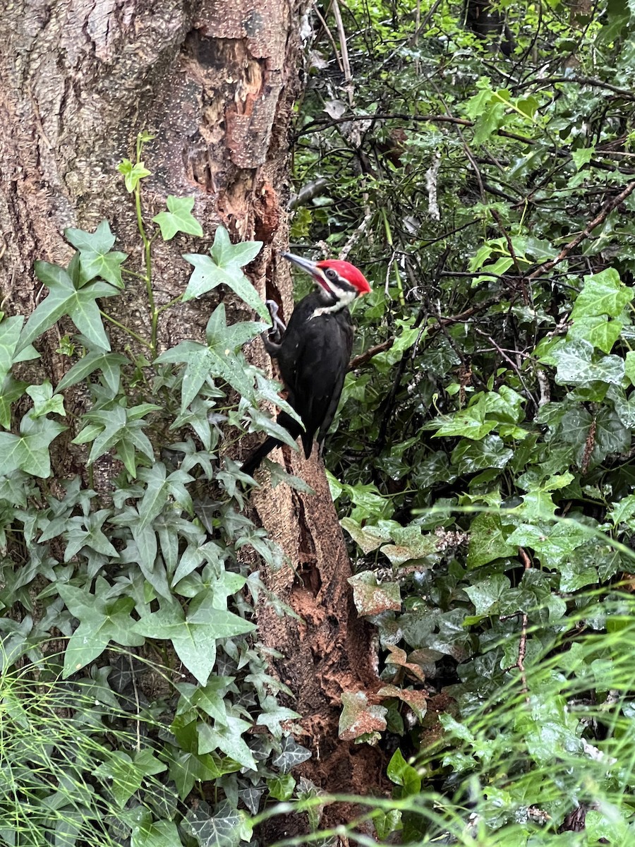 Pileated Woodpecker - ML619797677