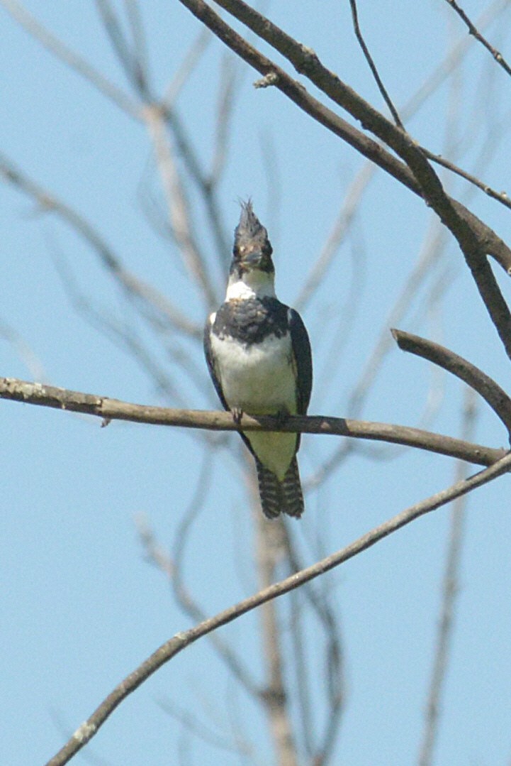 Belted Kingfisher - ML619797681