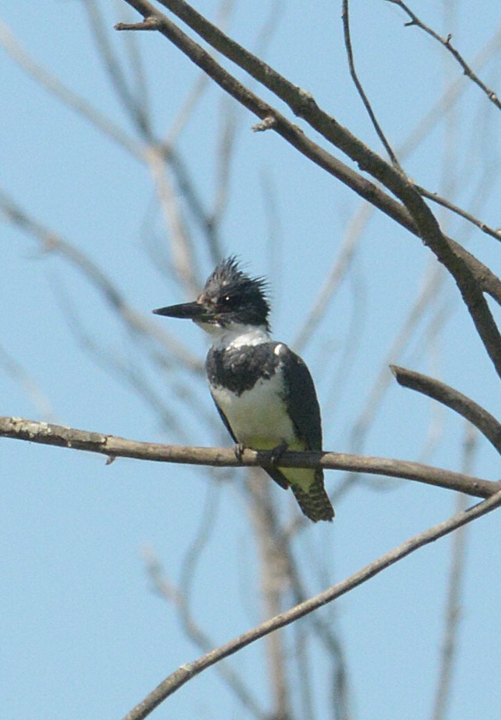 Belted Kingfisher - ML619797685
