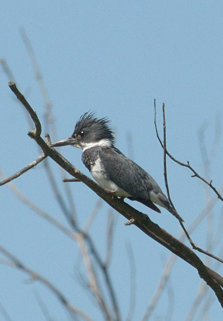 Belted Kingfisher - ML619797687