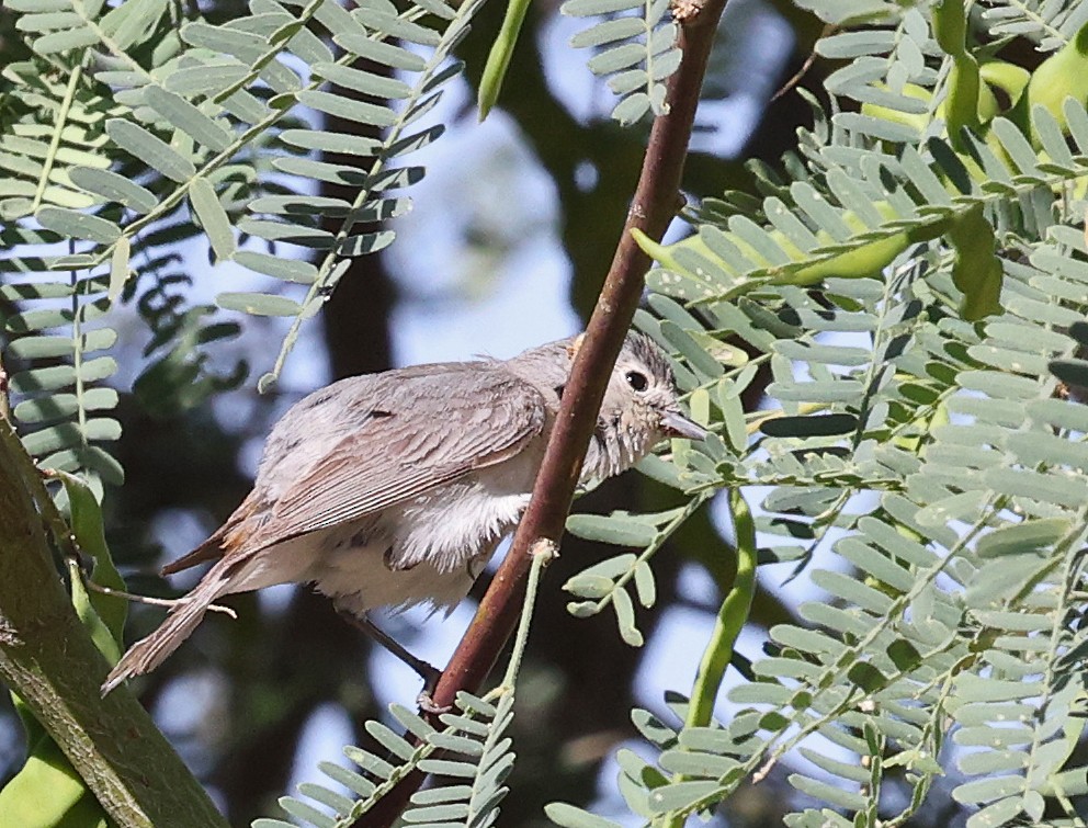 Lucy's Warbler - ML619797691