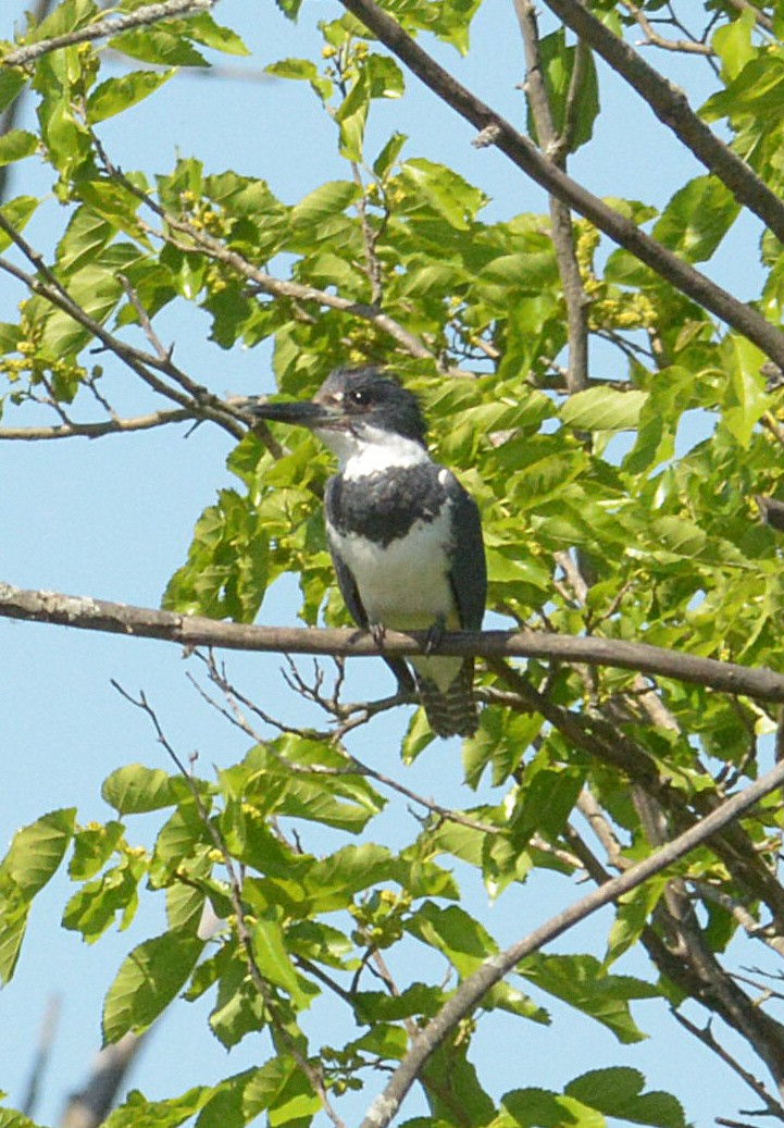 Belted Kingfisher - ML619797693