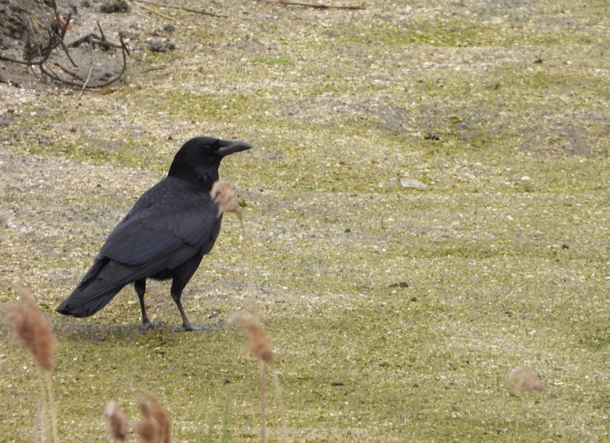 Large-billed Crow - ML619797778