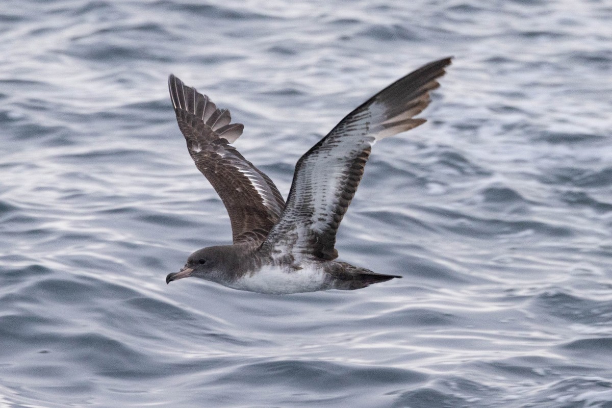 Pink-footed Shearwater - ML619797798