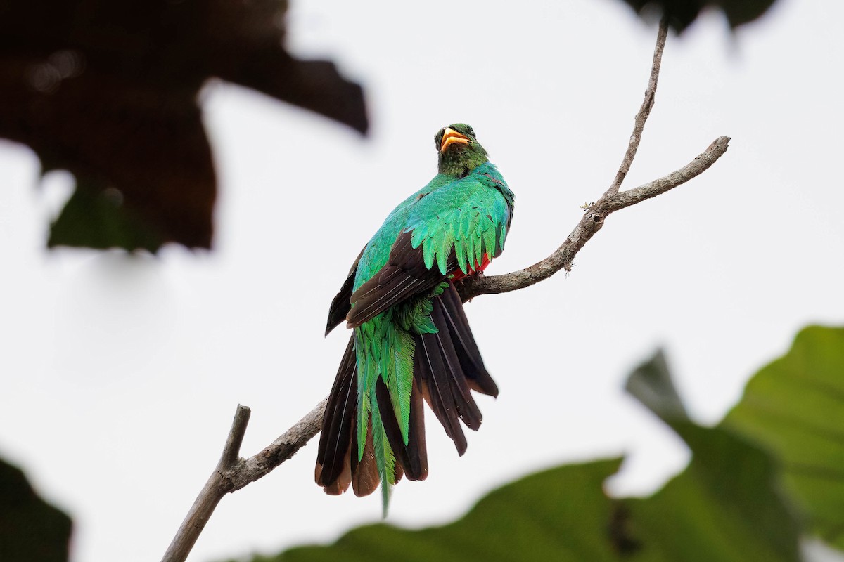 Crested Quetzal - ML619797861