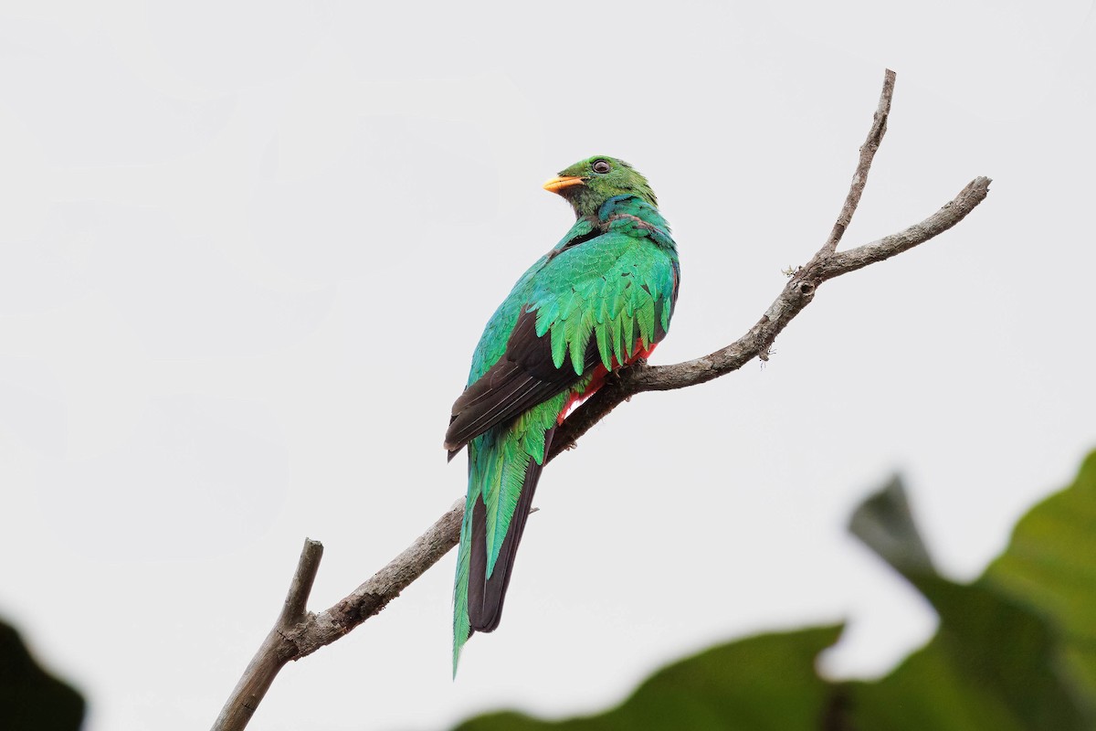 Crested Quetzal - ML619797862