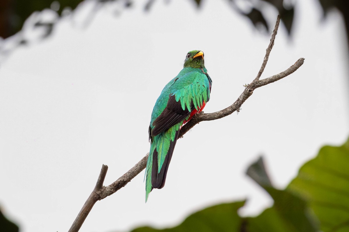 Crested Quetzal - ML619797863