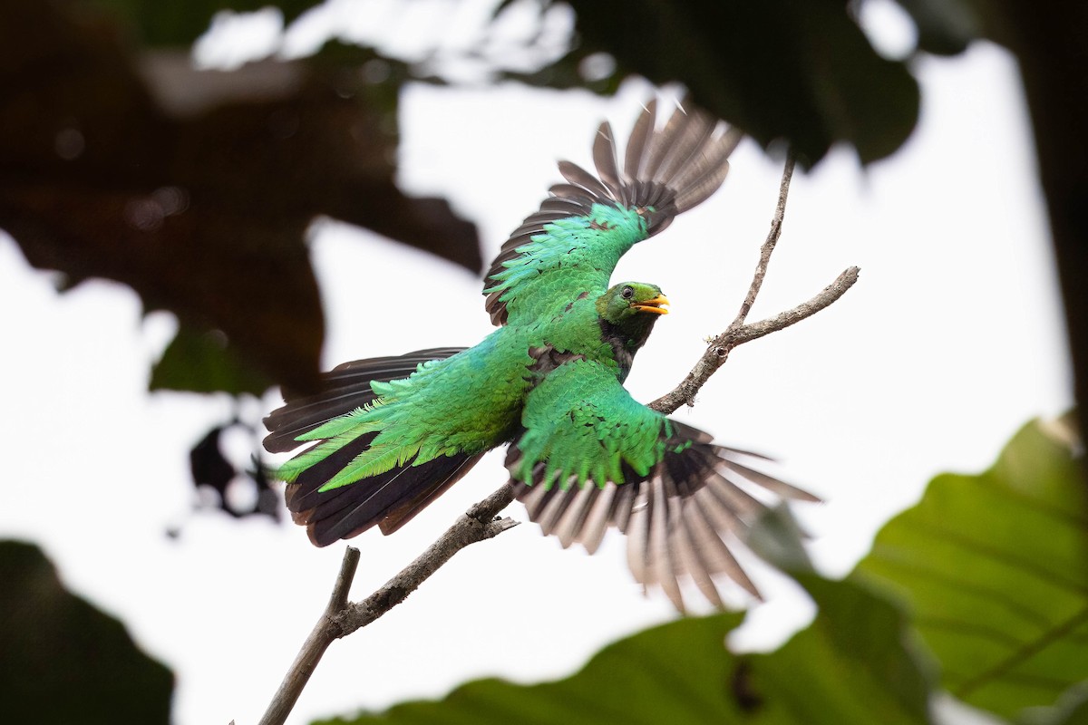 Crested Quetzal - ML619797864