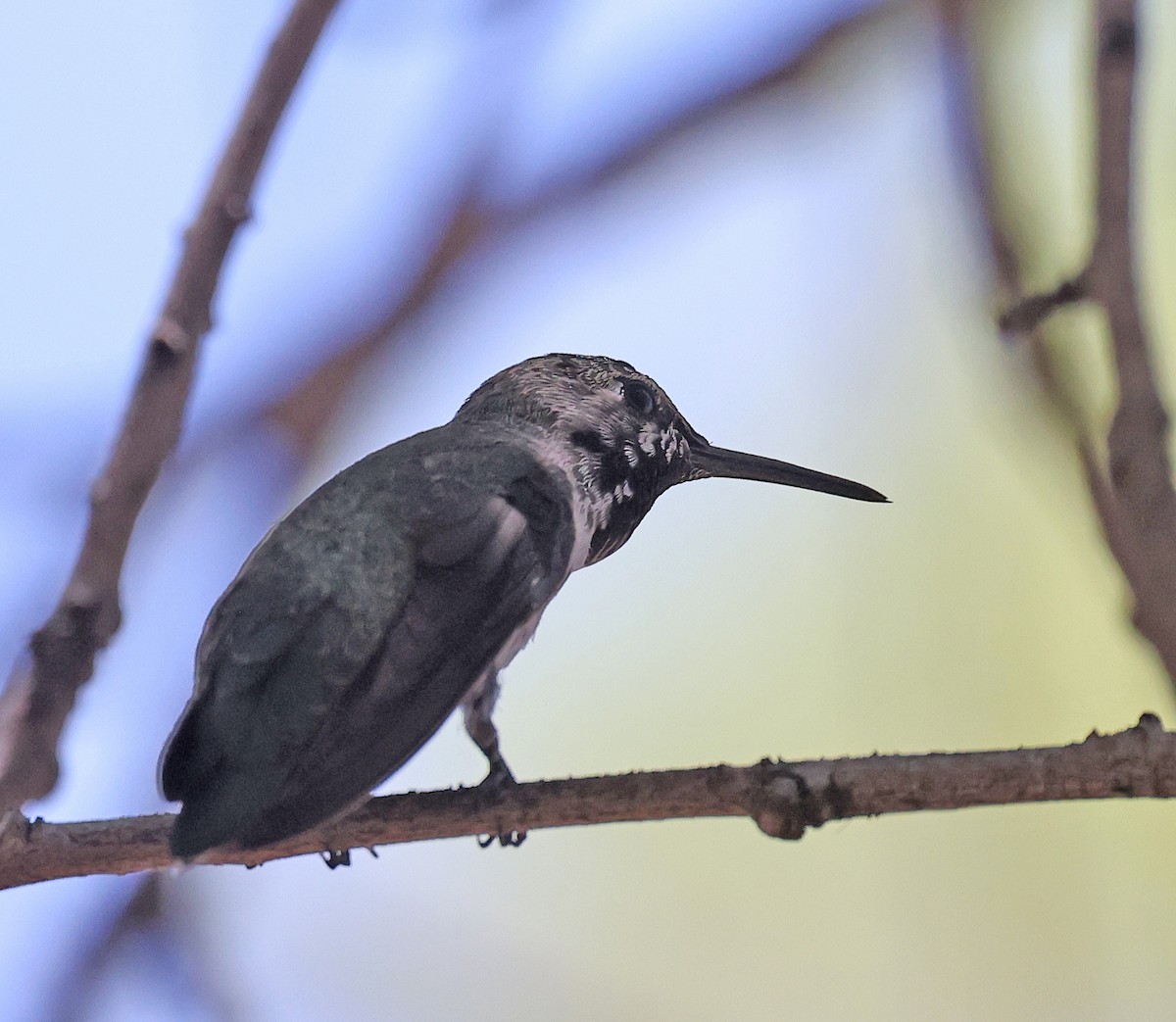 Costa's Hummingbird - ML619797906