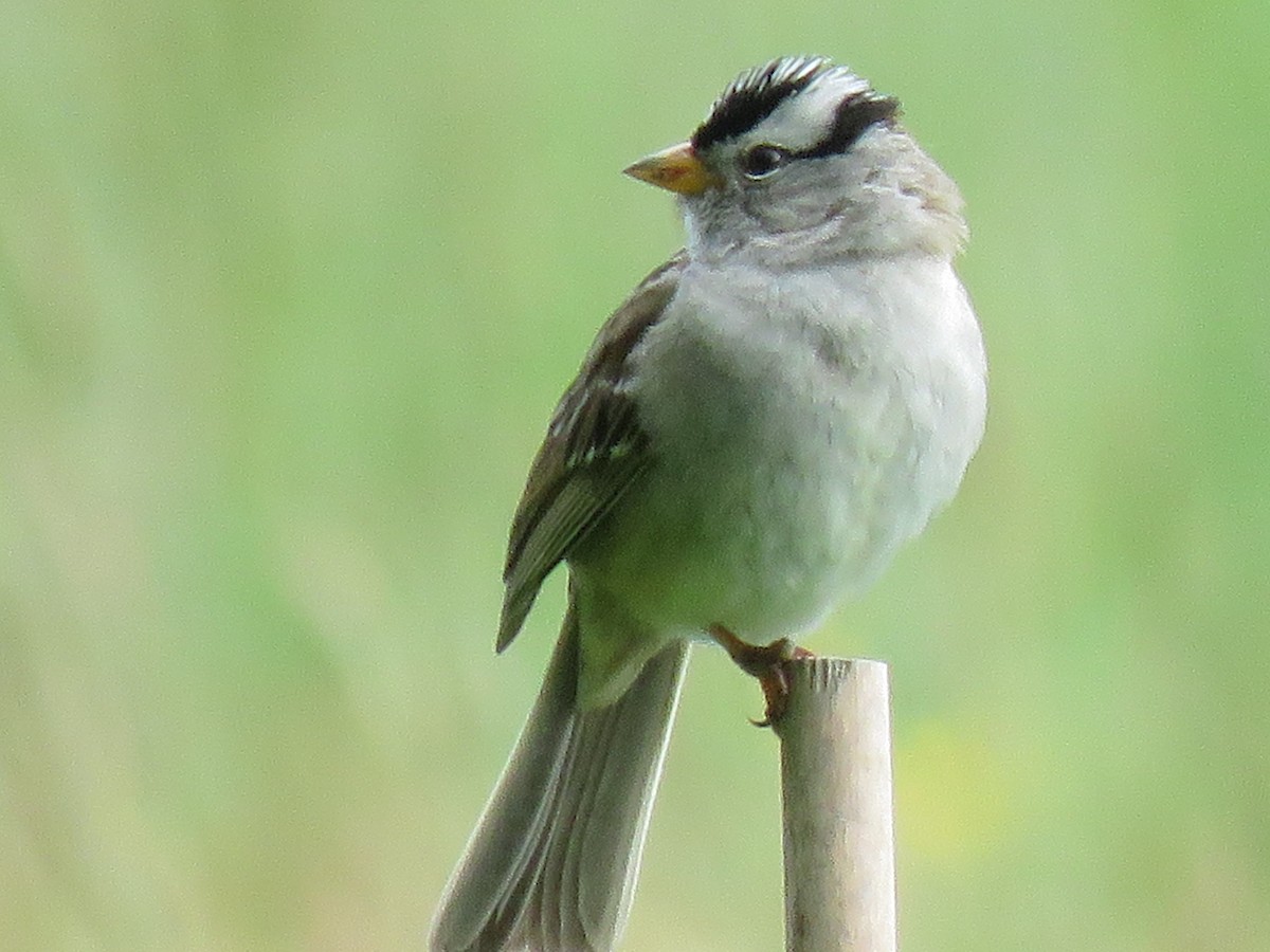 White-crowned Sparrow (pugetensis) - ML619797910