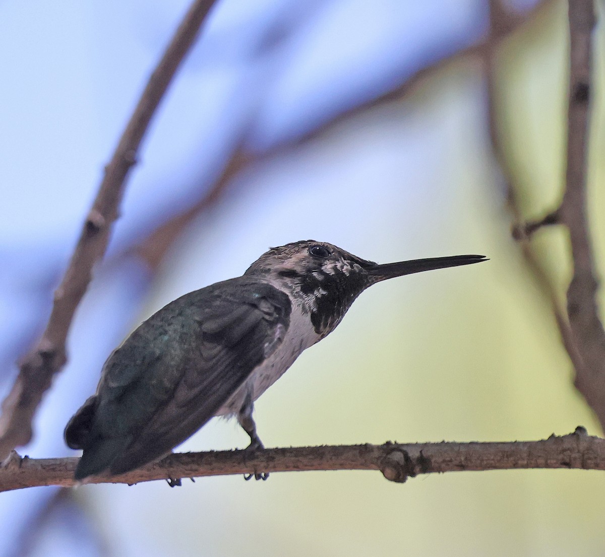 Costa's Hummingbird - ML619797915
