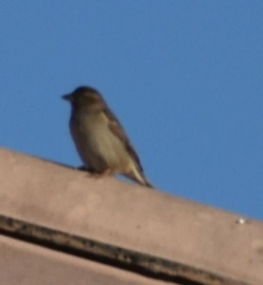 House Sparrow - ML619797916