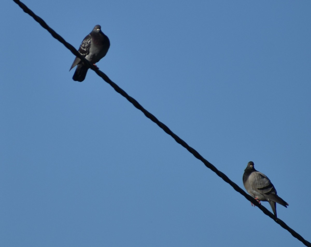 Rock Pigeon (Feral Pigeon) - ML619797920