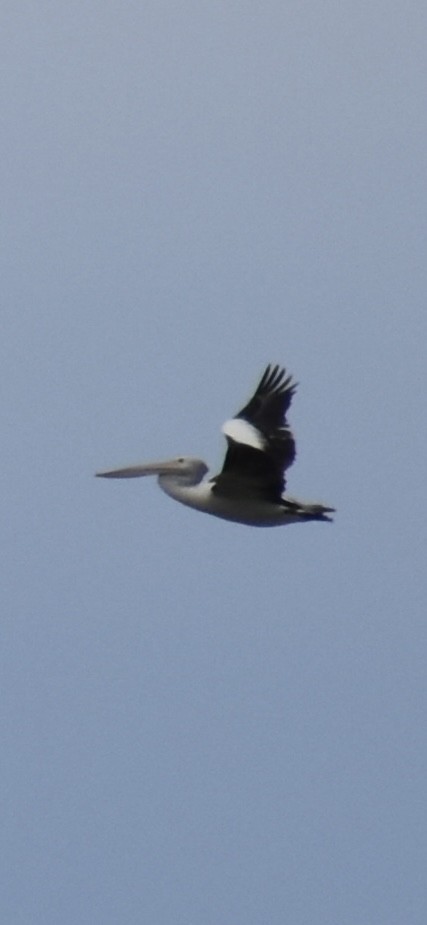 pelikán australský - ML619797950