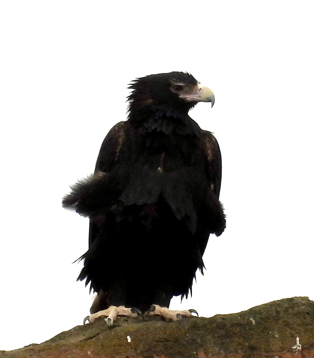 Wedge-tailed Eagle - ML619797968