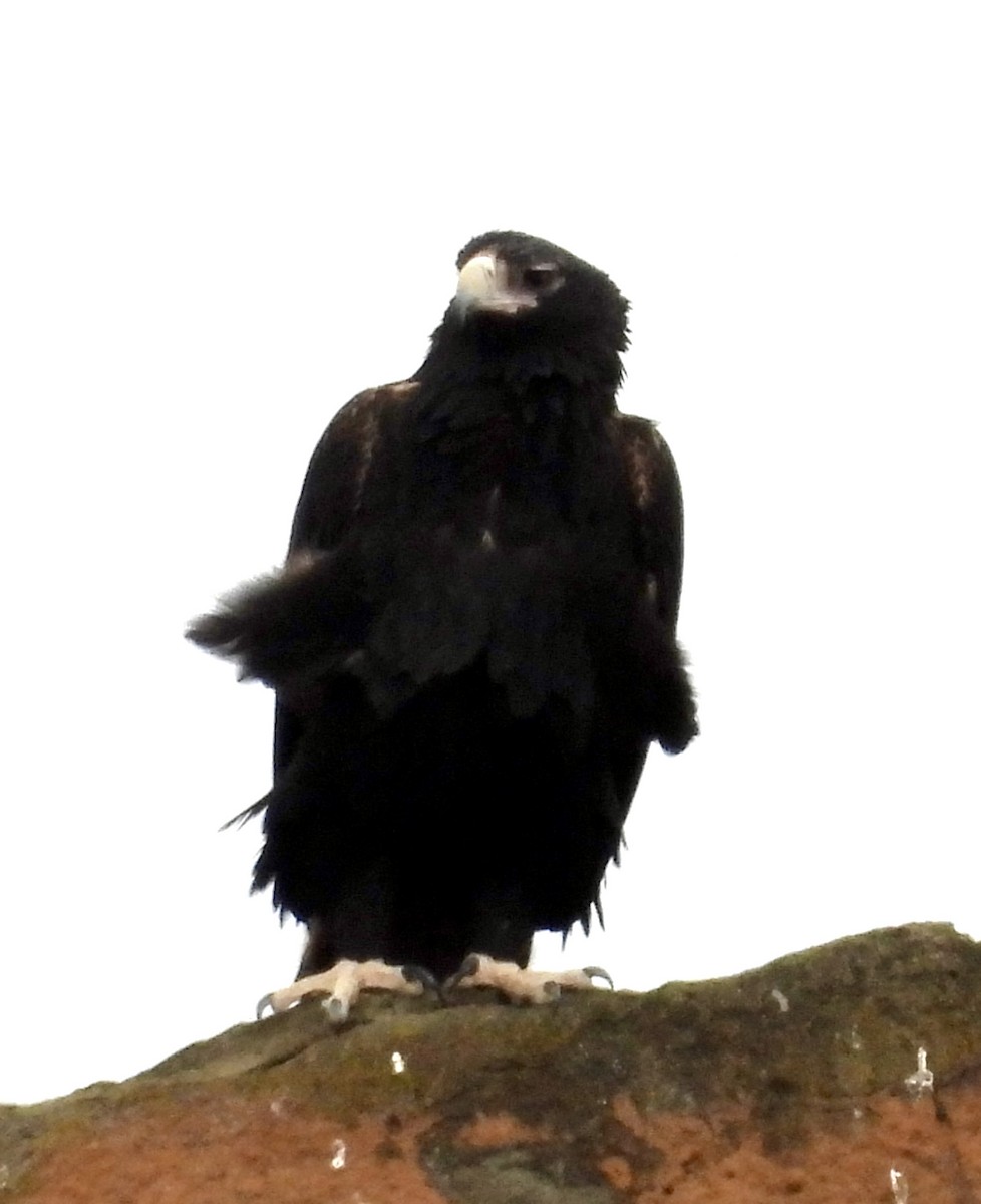 Wedge-tailed Eagle - ML619797970