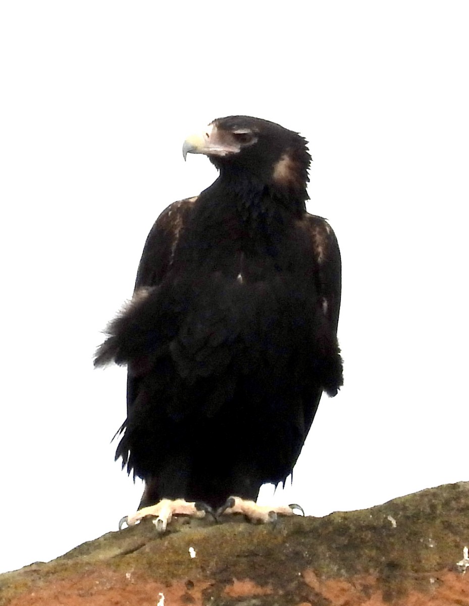 Wedge-tailed Eagle - ML619797971