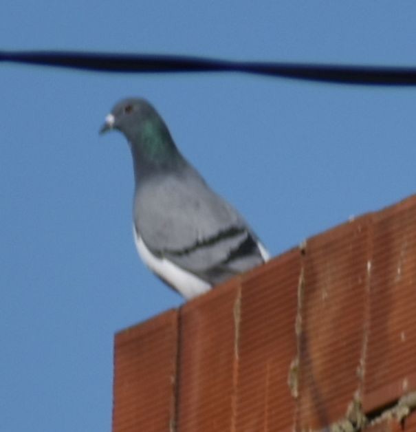 Rock Pigeon (Feral Pigeon) - ML619797999