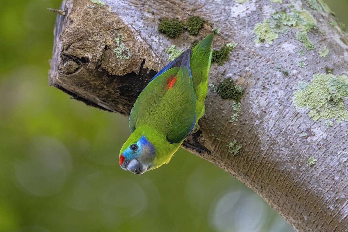 Double-eyed Fig-Parrot - ML619798025