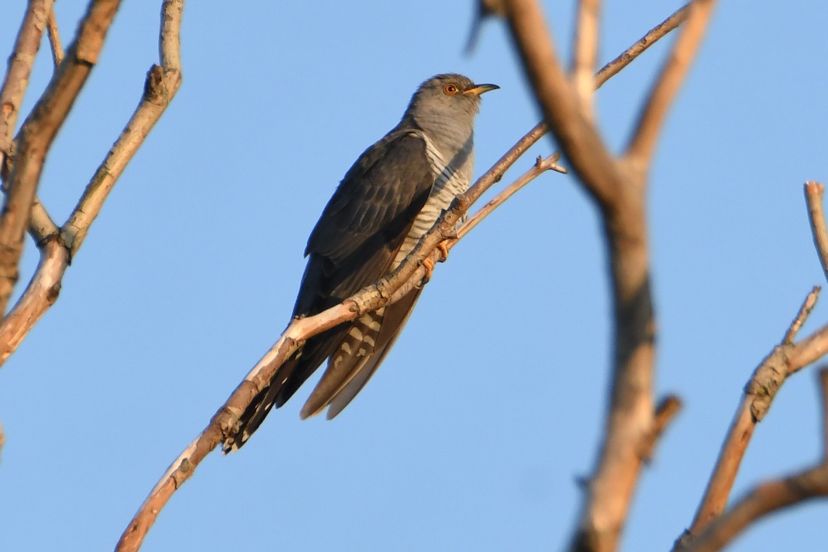 Common Cuckoo - ML619798038