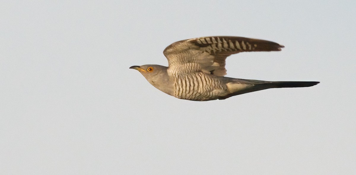 Common Cuckoo - ML619798122
