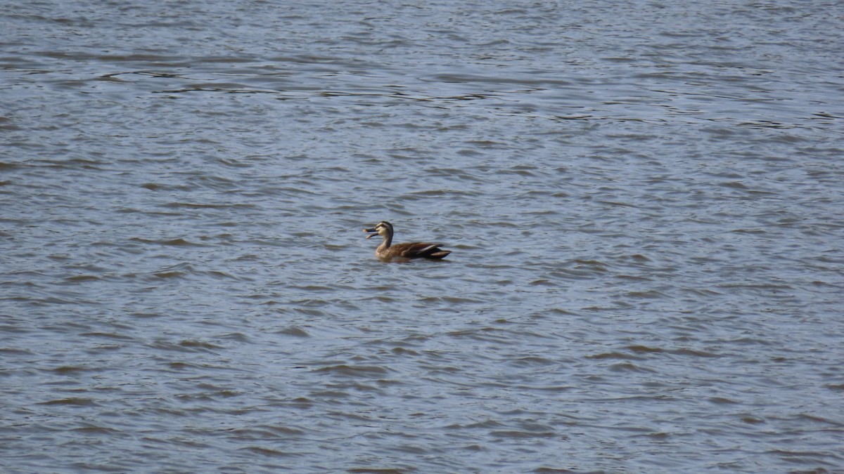 Eastern Spot-billed Duck - ML619798127