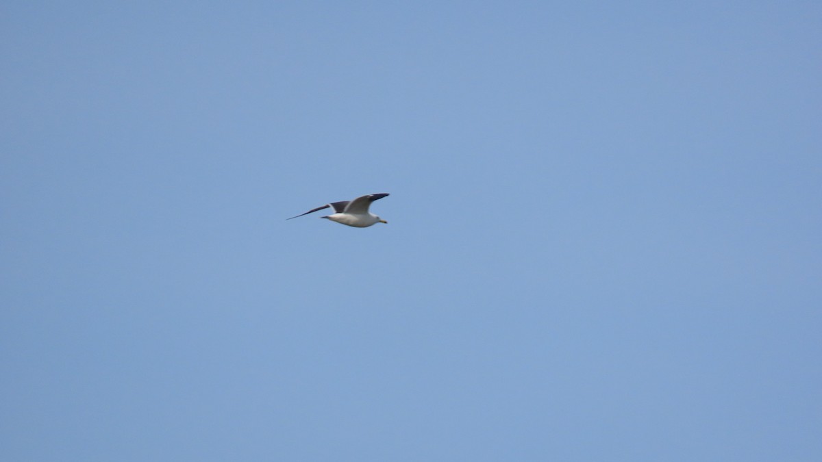 Black-tailed Gull - ML619798151