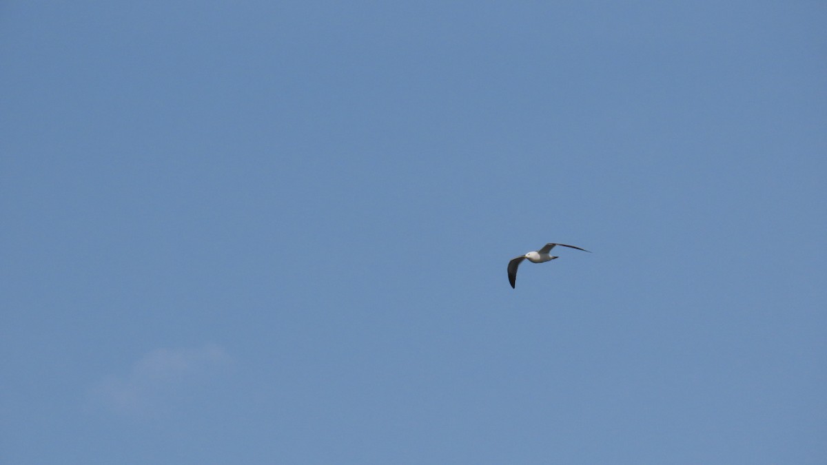Black-tailed Gull - ML619798156