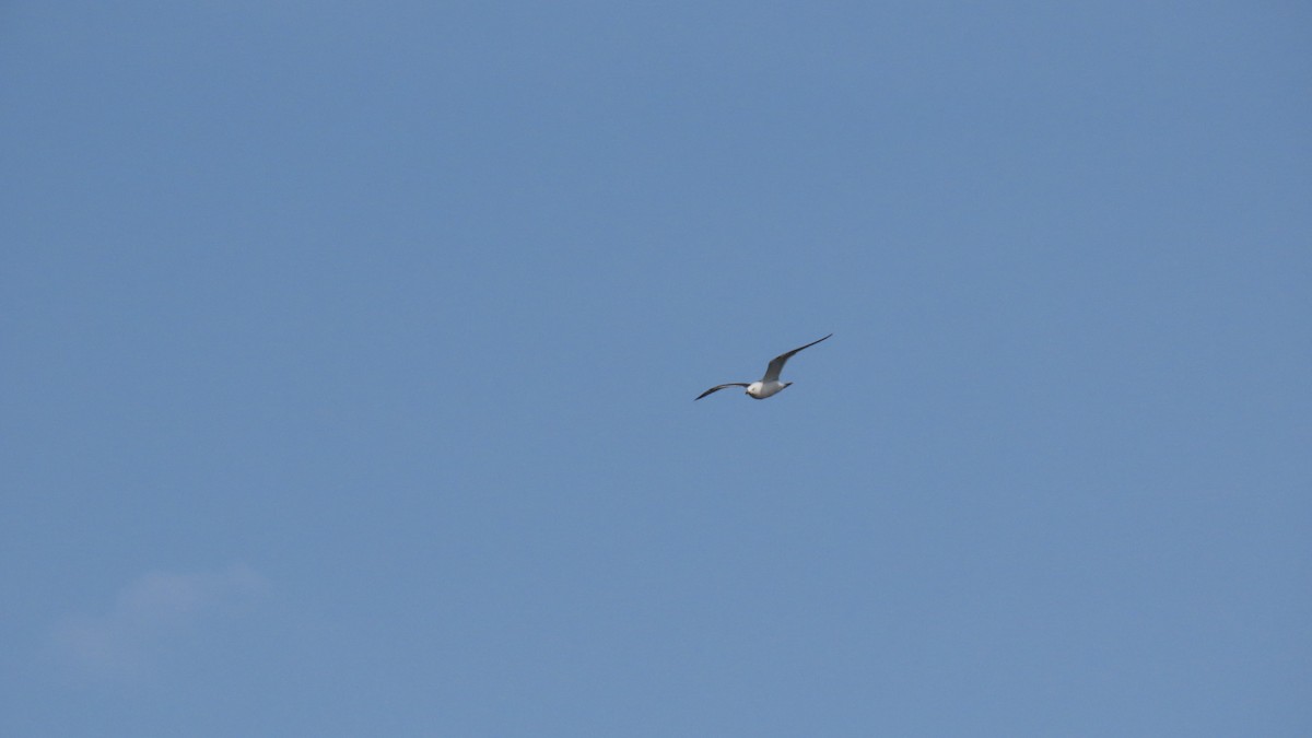 Black-tailed Gull - ML619798157