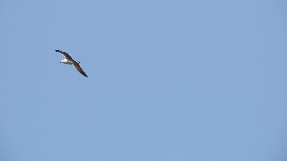 Black-tailed Gull - ML619798158