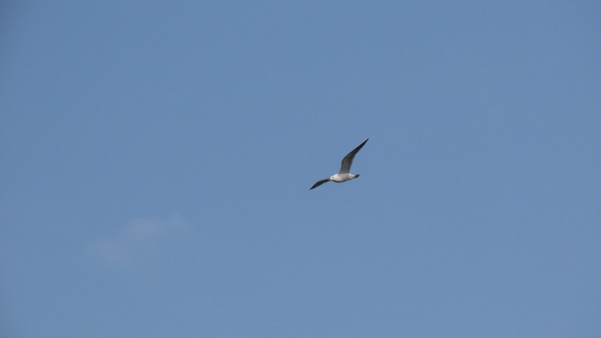 Black-tailed Gull - ML619798160