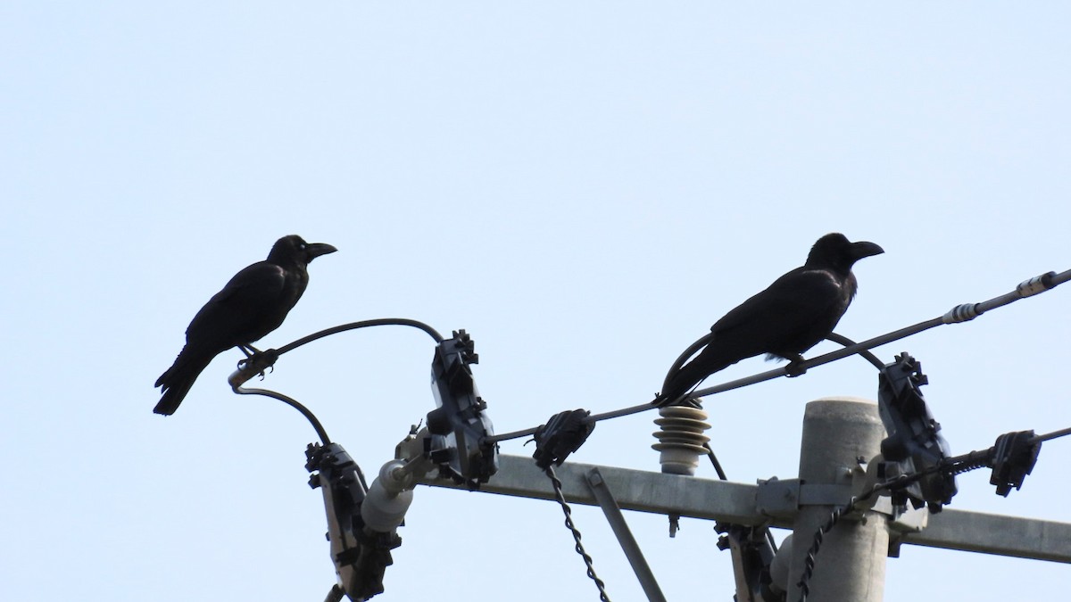 Large-billed Crow - ML619798195