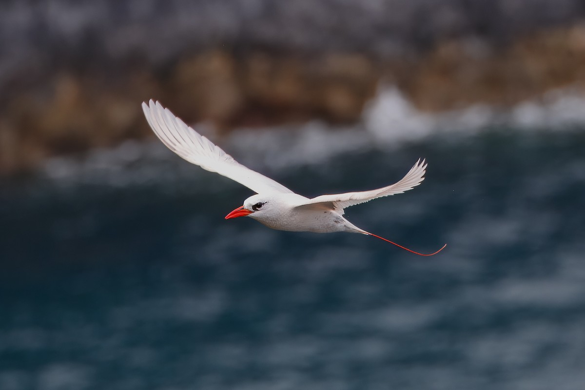 Red-tailed Tropicbird - ML619798219