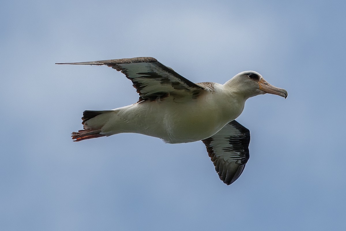 Laysan Albatross - ML619798223
