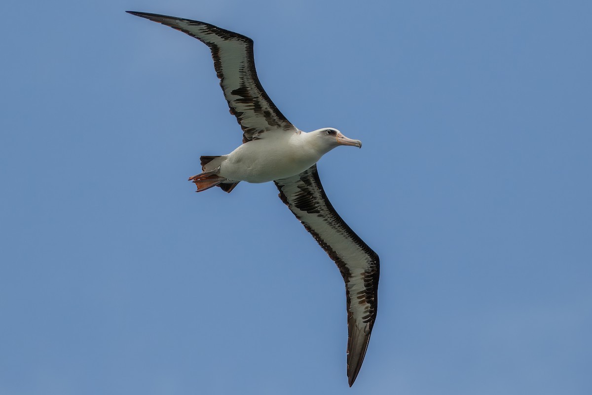 Темноспинный альбатрос - ML619798224