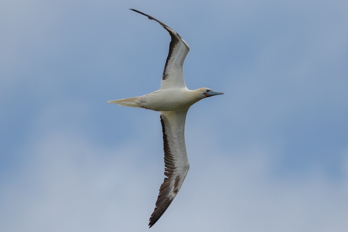 Red-footed Booby - ML619798233