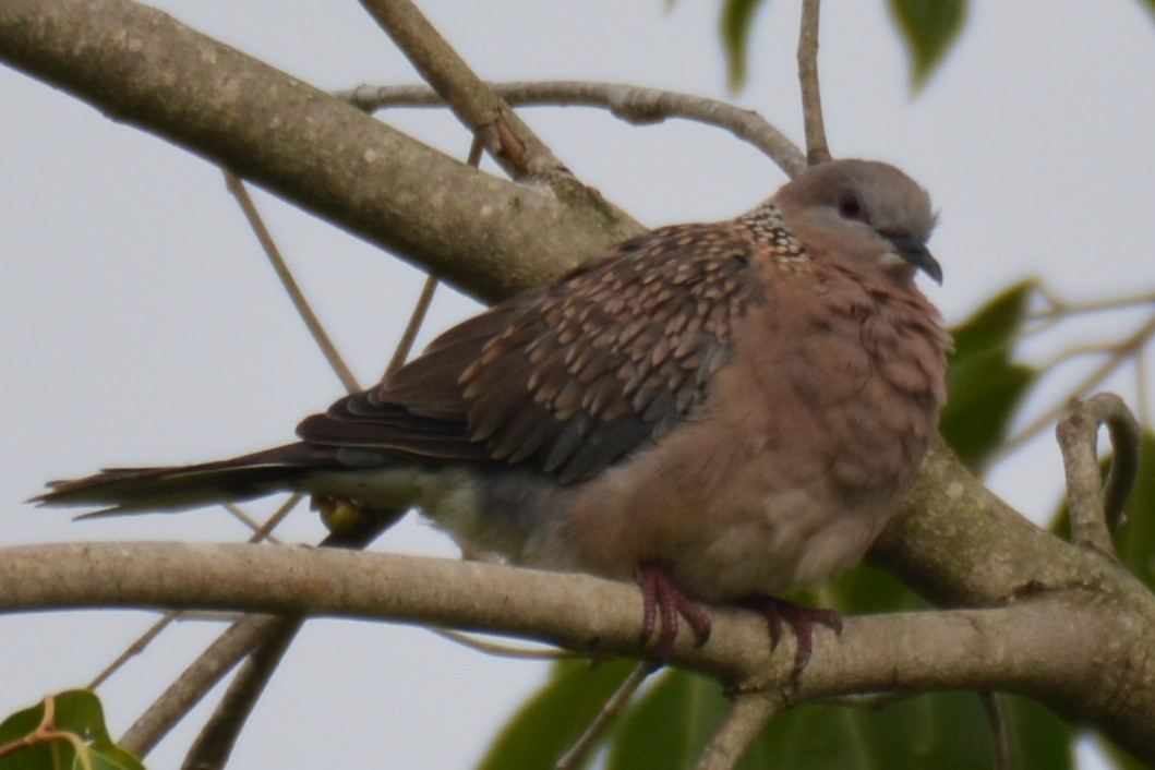 Spotted Dove - ML619798291