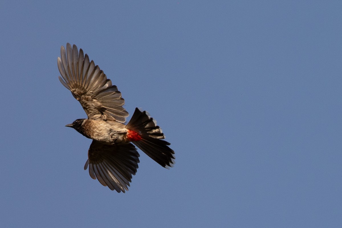 Red-vented Bulbul - ML619798350