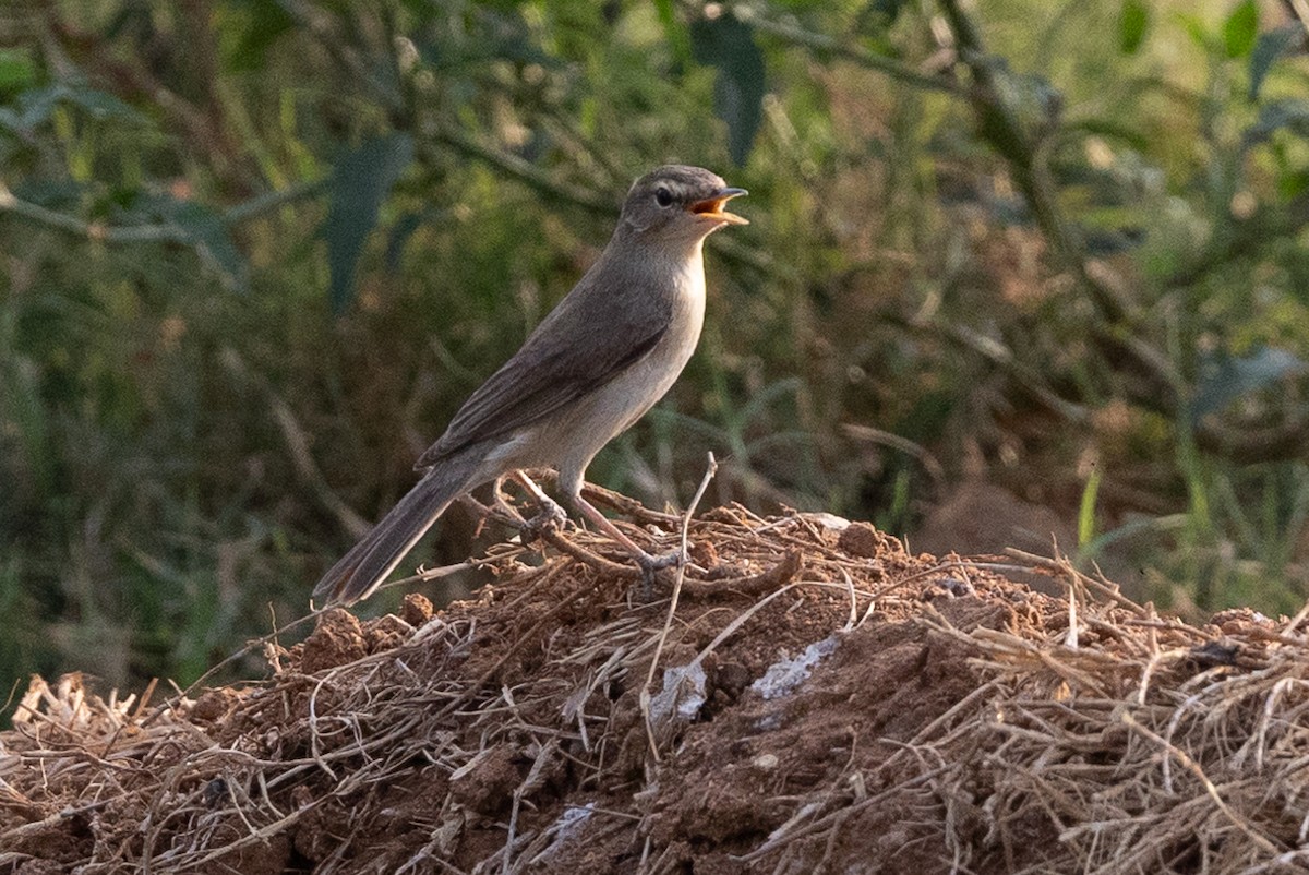 Booted Warbler - ML619798366