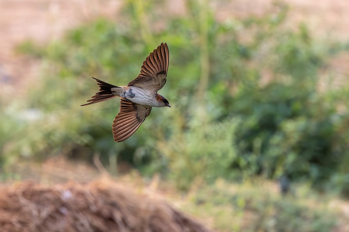 Red-rumped Swallow - ML619798374