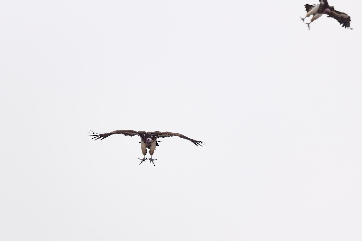 Lappet-faced Vulture - ML619798379