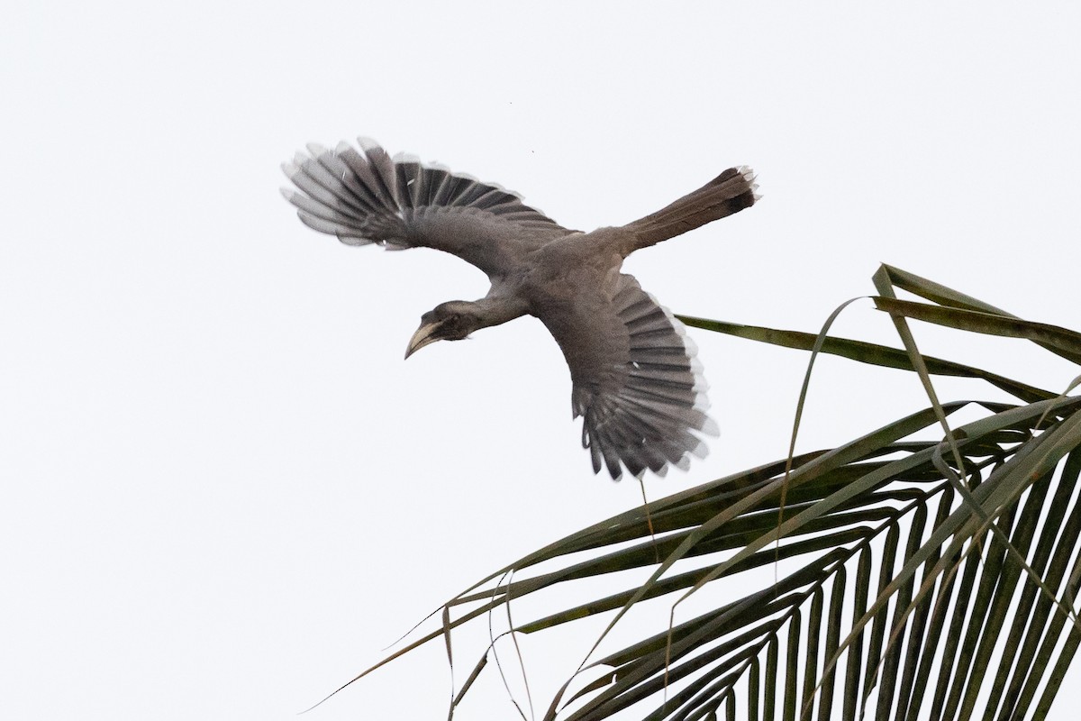 Indian Gray Hornbill - ML619798380
