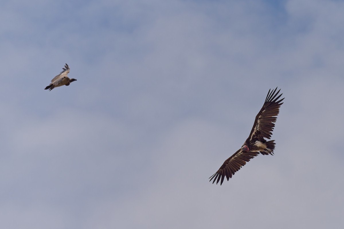 Lappet-faced Vulture - ML619798389