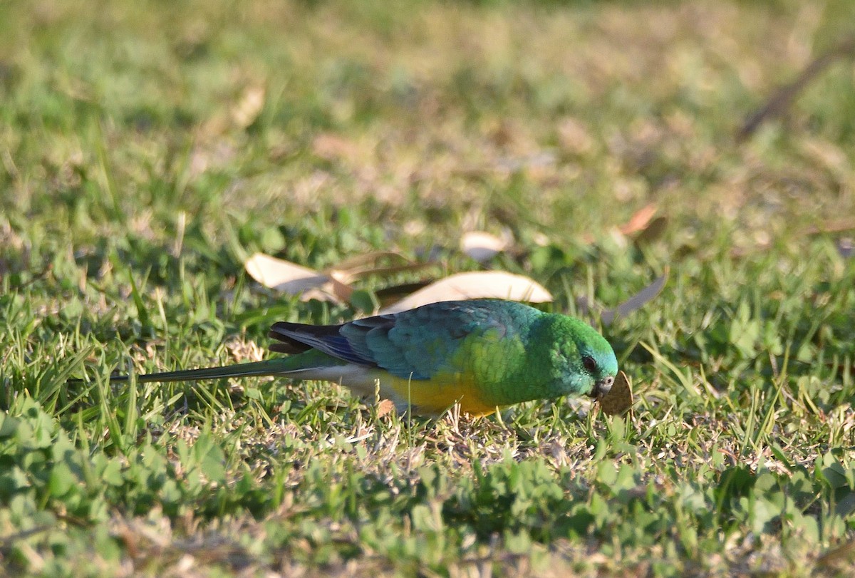 Red-rumped Parrot - ML619798395