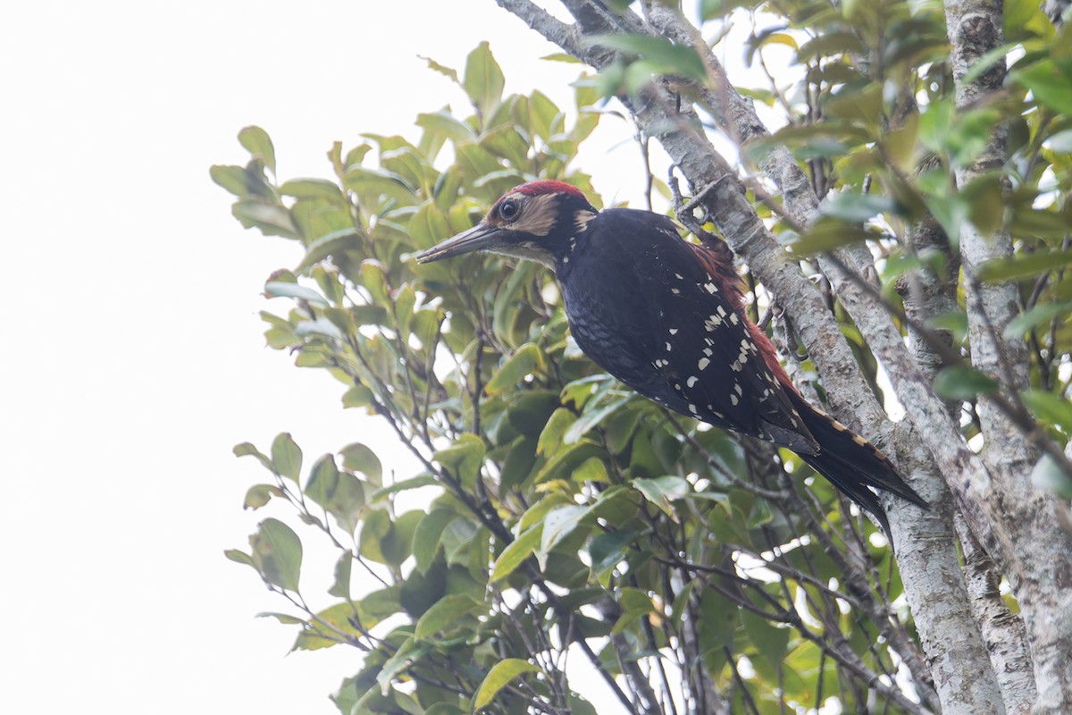 White-backed Woodpecker (Amami) - ML619798403