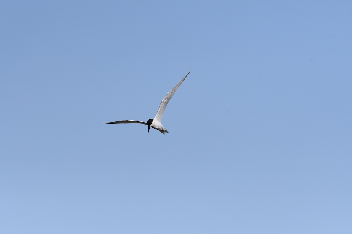 Gull-billed Tern - ML619798415