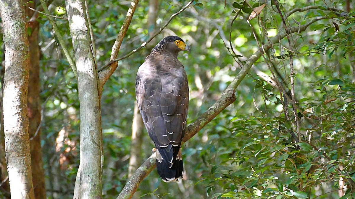 Crested Serpent-Eagle - ML619798425