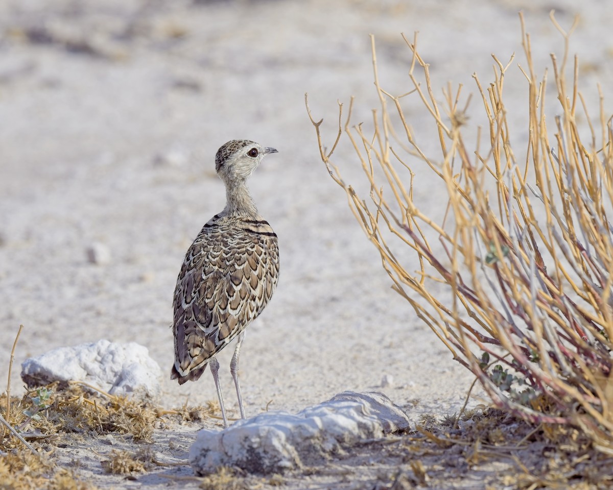 Double-banded Courser - ML619798446